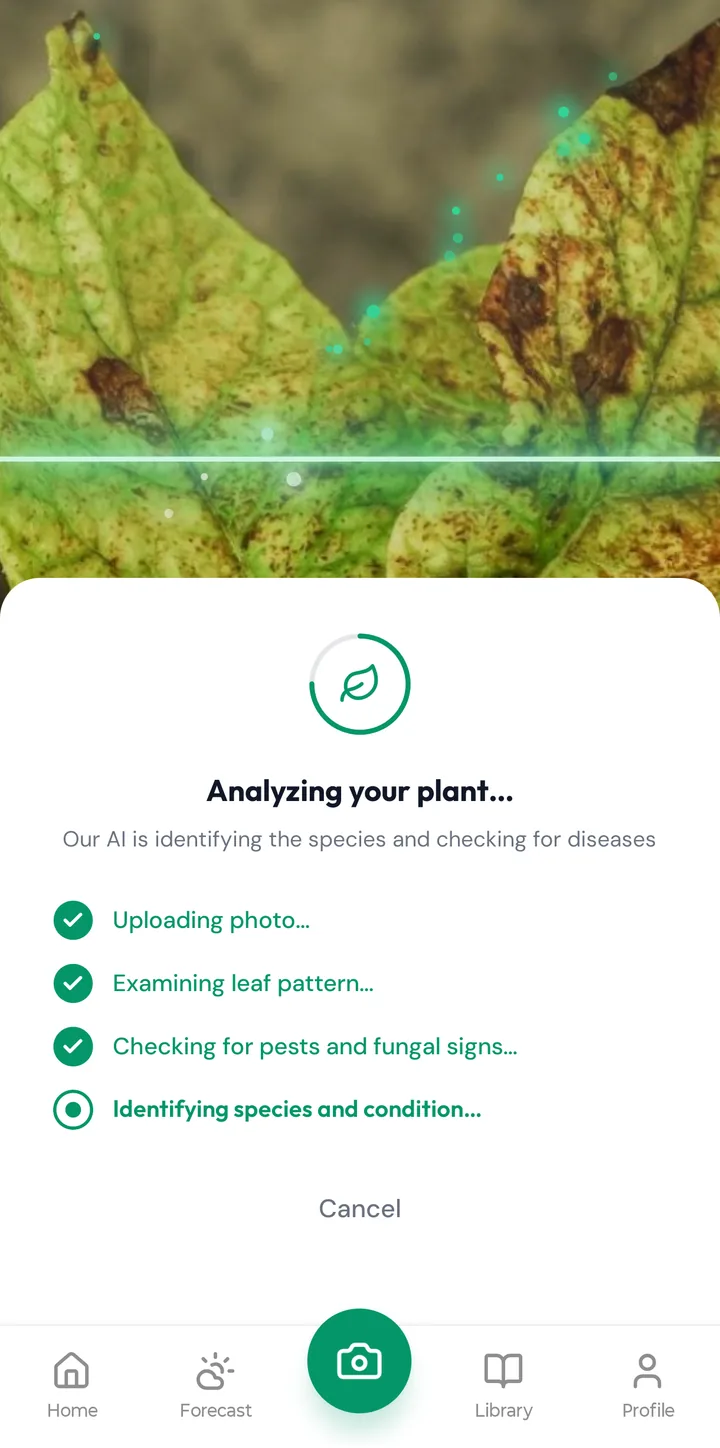 FloraCure analysing a photographed leaf to identify the species and check for disease